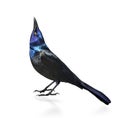 Common Grackle