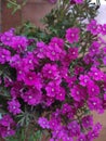 Common Graden Verbena Flowers bloomed in the garden Royalty Free Stock Photo