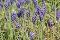 Common grape hyacinth in bloom