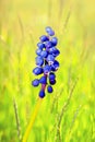 Common grape hyacinth