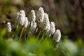 Common grape hyacinth flower in spring