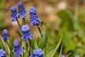 Common grape hyacinth Muscari botryoides in full bloom Royalty Free Stock Photo