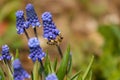 Common grape hyacinth Muscari botryoides in full bloom Royalty Free Stock Photo