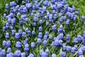 Common grape hyacinth Muscari botryoides in full bloom Royalty Free Stock Photo