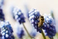 Common grape hyacinth Royalty Free Stock Photo