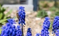 Common grape hyacinth Muscari botryoides in full bloom with a honey bee working for honey Royalty Free Stock Photo