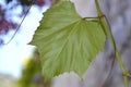 Common grape leaf