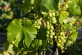 Common grape vine fruit and leaves