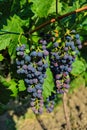 The Common Grape Vine in Palava Protected Landscape Are