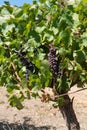 Common grape vine, Vitis vinifera Royalty Free Stock Photo