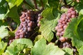 Common grape vine, Vitis vinifera