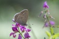 Common Grass Blue Butterfly