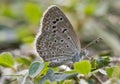 Common Grass blue butterfly