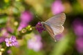 Common grass blue butterfly
