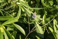 The common grass blue (zizina labradus), a small Australian butterfly, perched on a leaf in garden meadow