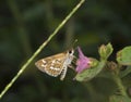 Common Grass Dart Butterfly at Garo Hills,Meghalaya,India Royalty Free Stock Photo