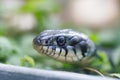 Grass snake Natrix natrix close up Royalty Free Stock Photo