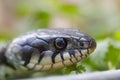 Grass snake Natrix natrix close up Royalty Free Stock Photo