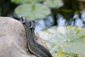 Grass snake Natrix natrix close up Royalty Free Stock Photo