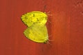 Common grass yellow butterflies pairing Royalty Free Stock Photo