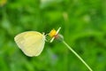 Common Grass Yellow butterfly