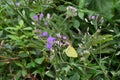 A Common Grass Yellow butterfly collecting nectar from a Little Ironweed flower