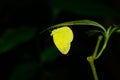 Common Grass Yellow butterfly (Eurema hecabe)