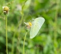 Common Grass Yellow butterfly (Eurema hecabe contubrenalis (Moore)) on grass flower Royalty Free Stock Photo