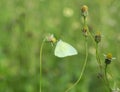 Common Grass Yellow butterfly (Eurema hecabe contubrenalis (Moore)) on grass flower Royalty Free Stock Photo