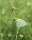 Common Grass Yellow butterfly (Eurema hecabe contubrenalis (Moore)) on grass flower Royalty Free Stock Photo