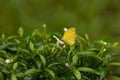 Common grass yellow butterfly feeding on a white flower Royalty Free Stock Photo