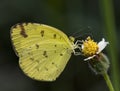Common grass Yellow butterfly on flower Royalty Free Stock Photo