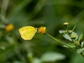 Common grass yellow butterfly on flower Royalty Free Stock Photo