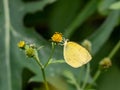 Common grass yellow butterfly on flower 2 Royalty Free Stock Photo