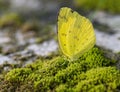 Common grass yellow butterfly on the moss bed