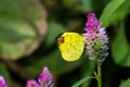 Common Grass Yellow Butterfly PIERIDAE