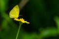 Common Grass Yellow butterfly useing its probostic to collect the nectar from the flower