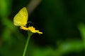 Common Grass Yellow butterfly using its probostic to drink nectar from flower Royalty Free Stock Photo