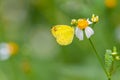 Common Grass Yellow butterfly using its probostic to drink nectar from little white daisy flower Royalty Free Stock Photo