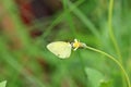 Common Grass Yellow butterfly Is on a yellow flower Royalty Free Stock Photo