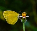 Common grass yellow