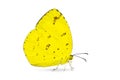 Common Grass Yellow Eurema hecabe butterfly