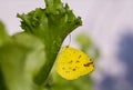 Common Grass Yellow , Eurema hecabe Linnaeus, 1758 , A side view of a yellow butterfly perched on a