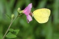 Eurema hecabe sits on a flower sucking honey