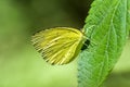 Common grass yellowInsects- Butterfly Royalty Free Stock Photo