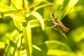 The common grasshopper, Chorthippus parallelus, Royalty Free Stock Photo