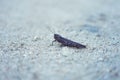 Common grasshopper on the ground Melanoplus sanguinipes Royalty Free Stock Photo