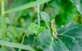 A common grasshopper insect sitting on a green leaf close up Royalty Free Stock Photo