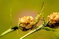 The common grasshopper in a meadow Royalty Free Stock Photo