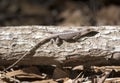 Green Anole Lizard in the Okefenokee Swamp, Georgia Royalty Free Stock Photo